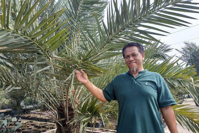 "Menanam untuk Pahala": Thailand Kalahkan Indonesia sebagai Penghasil Kurma