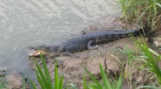 Muncul Buaya Di Perairan Cilacap! Nelayan Pun Resah