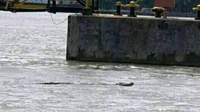Muncul Buaya Di Perairan Cilacap! Nelayan Pun Resah