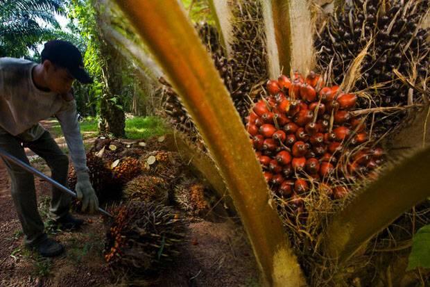 Hadapi UE, Indonesia Perlu Konsep Kawasan Hutan dan Deforestasi