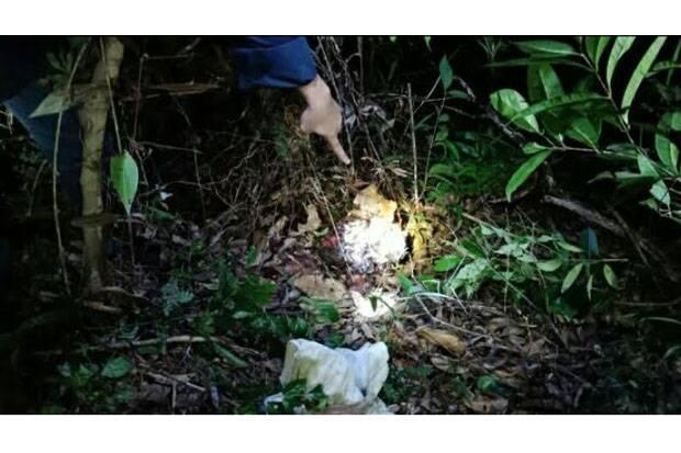 Cari Harimau Pemangsa Petani, BKSDA Temukan Jejak di Kebun