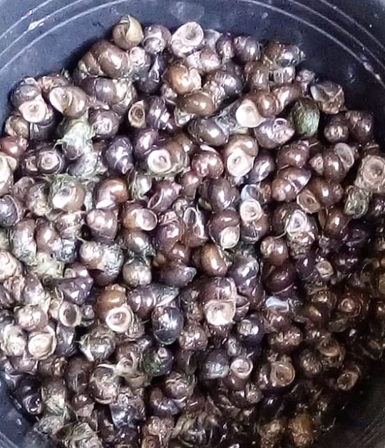 Kraca Si Keong Sawah_ Makanan Khas Bulan Ramadhan