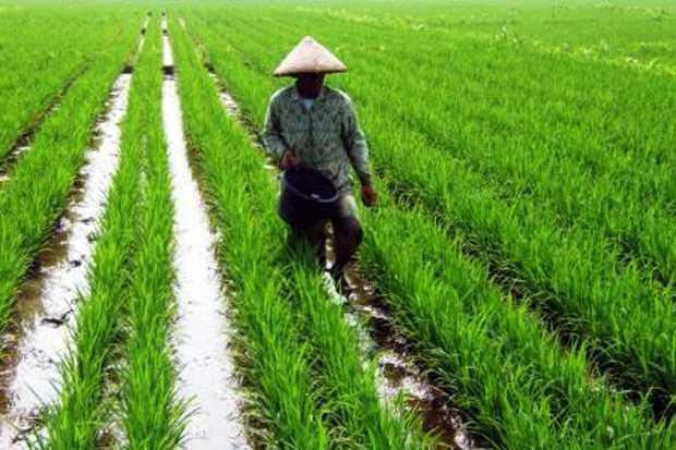 Program Asuransi Usaha Tani Padi Belum Capai Target