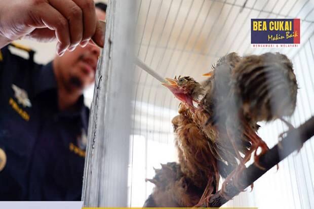 Bea Cukai Kualanamu Gagalkan Penyelundupan Puluhan Burung dan Bibit Tanaman