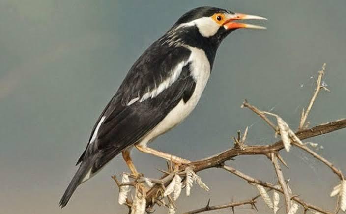 5 Jenis Burung Termahal Di Indonesia, Yang Mau Tau Boleh Cukup Liat Liat Saja