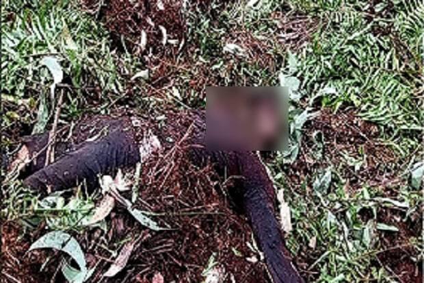 Pria Ini Tewas Diterkam Harimau di Areal Hutan Tanaman Industri Inhil Riau