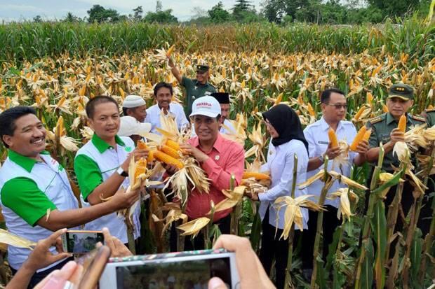 Tolak Impor Jagung, Amran Dinilai Muliakan Hidup Petani