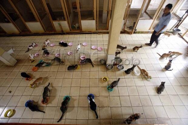 Mudik Lebaran, Pemprov DKI Sediakan Jasa Penitipan Hewan