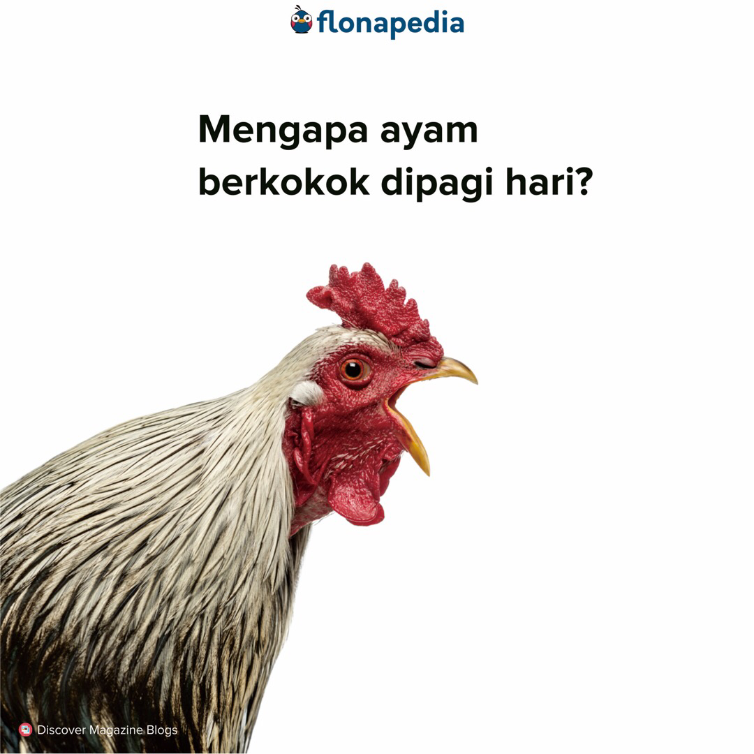 Mengapa ayam berkokok dipagi hari? Wajib tau!!