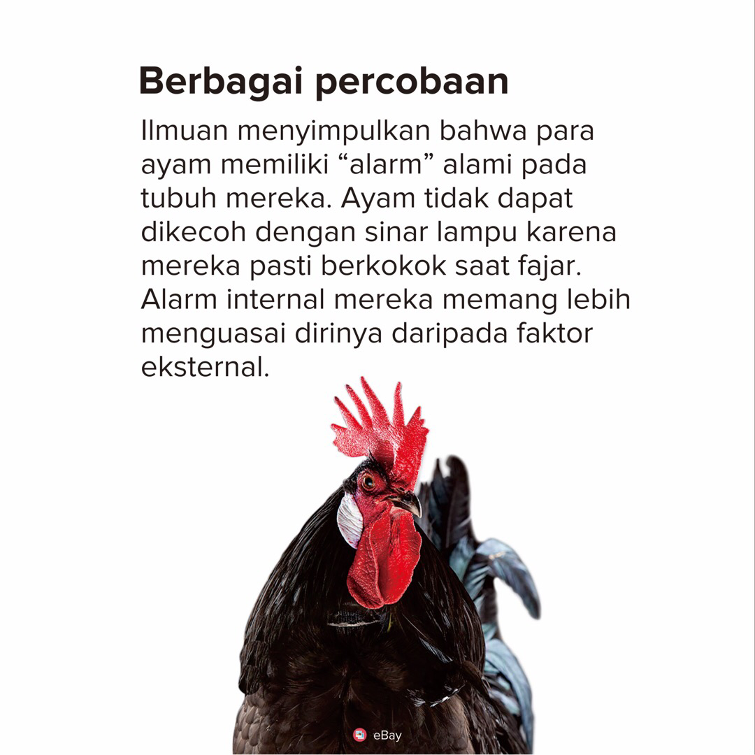 Mengapa ayam berkokok dipagi hari? Wajib tau!!