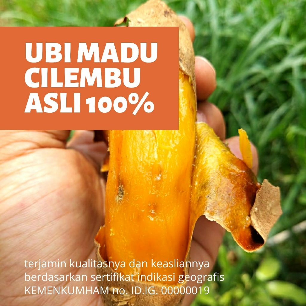 Ubi Cilembu Oleh-oleh Primadona Sumedang Selain Tahu