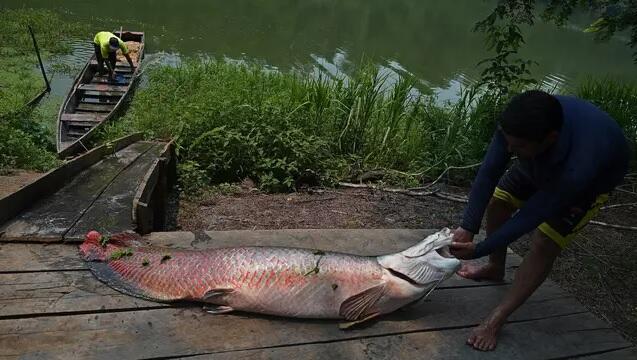 AWAS!! Ikan Arapaima Bahaya Bila Dilepasliarkan di Sungai