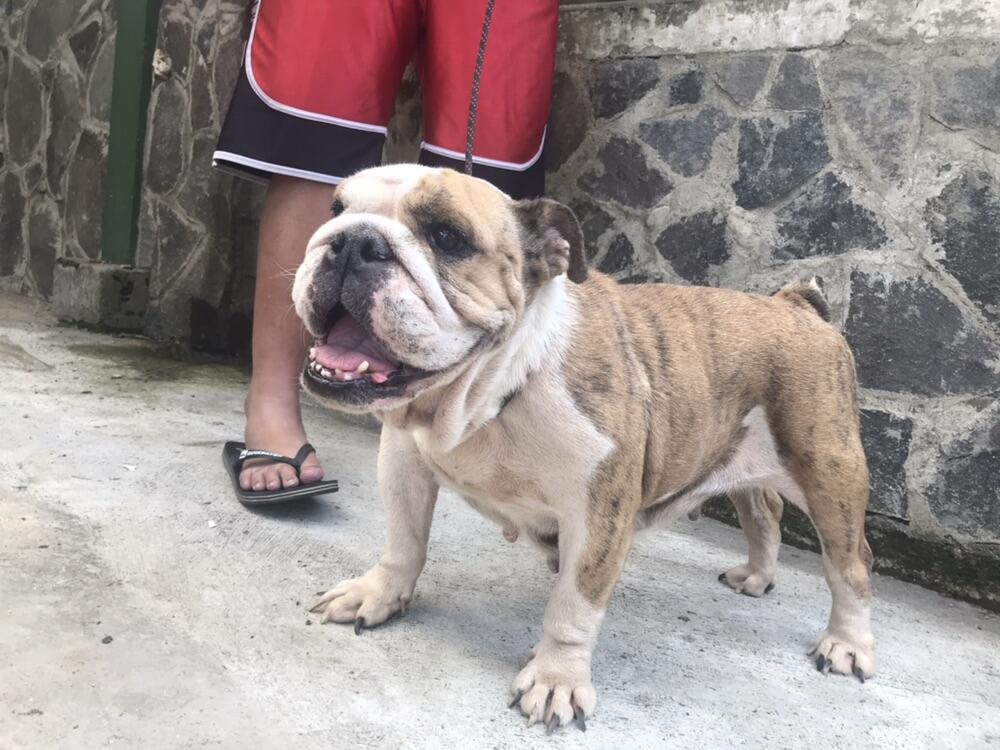 Jual indukan english bulldog betina 3.5 th non stb | KASKUS