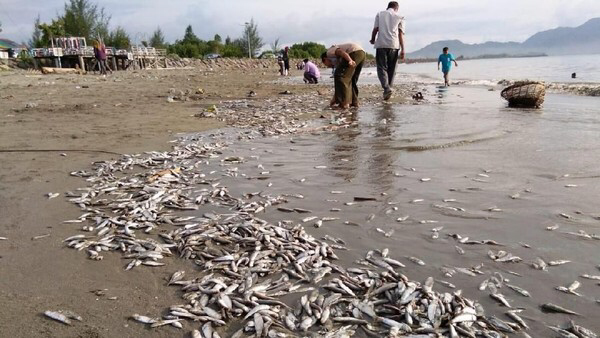 Teka-teki Ikan Mati Massal di Pantai Banda Aceh