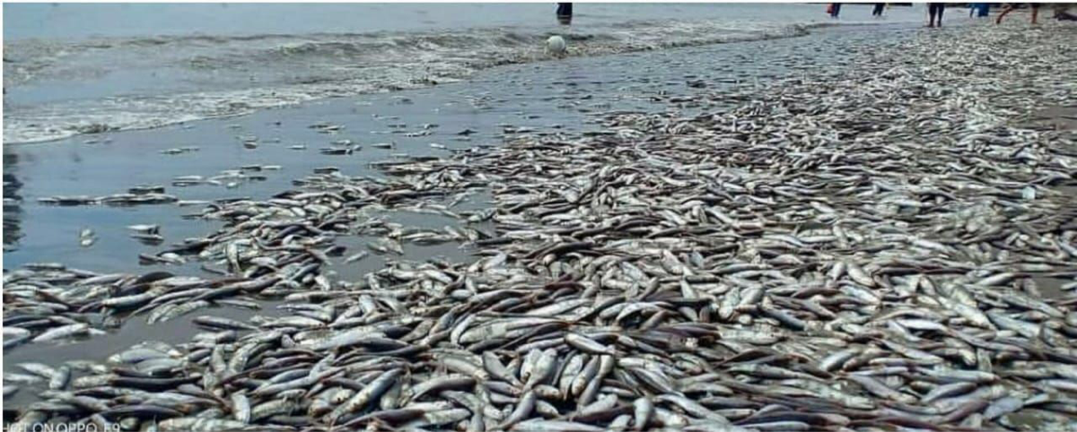 Teka-teki Ikan Mati Massal di Pantai Banda Aceh