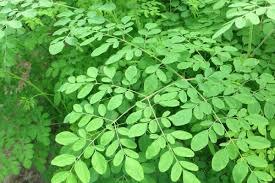 Manfaat daun kelor