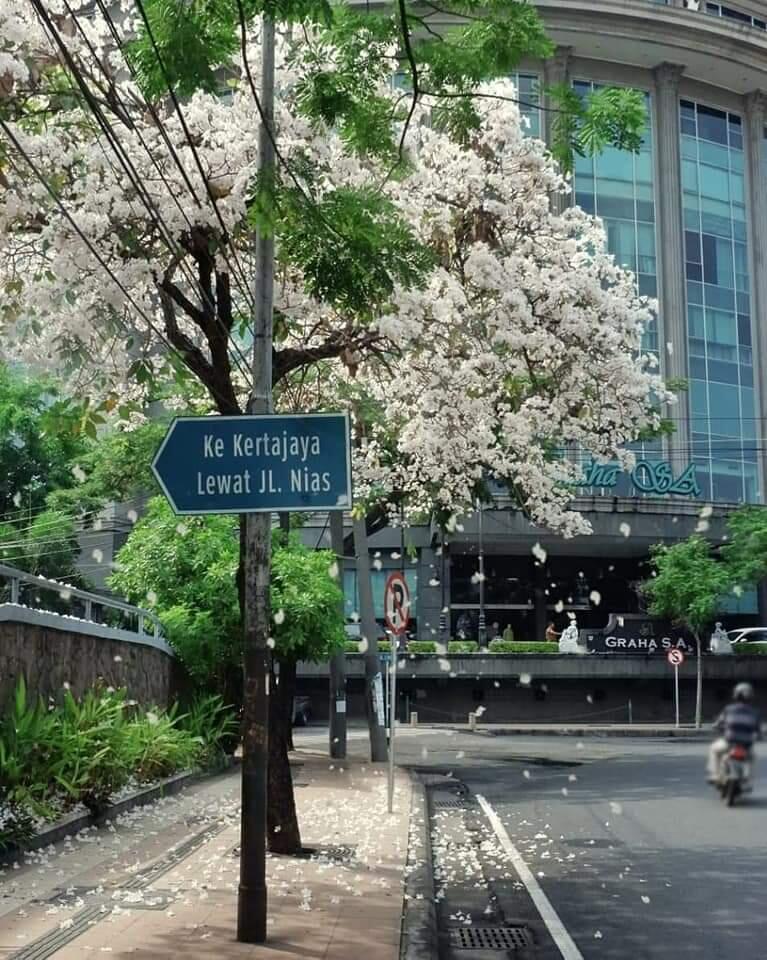  Ada  Bunga  Sakura  Di  Surabaya  Bikin Baper KASKUS