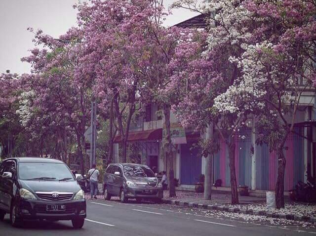  Ada  Bunga  Sakura  Di  Surabaya  Bikin Baper KASKUS