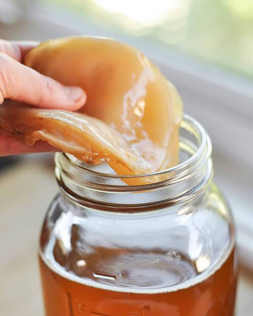 Misteri Kombucha sebagai Ramuan Hidup