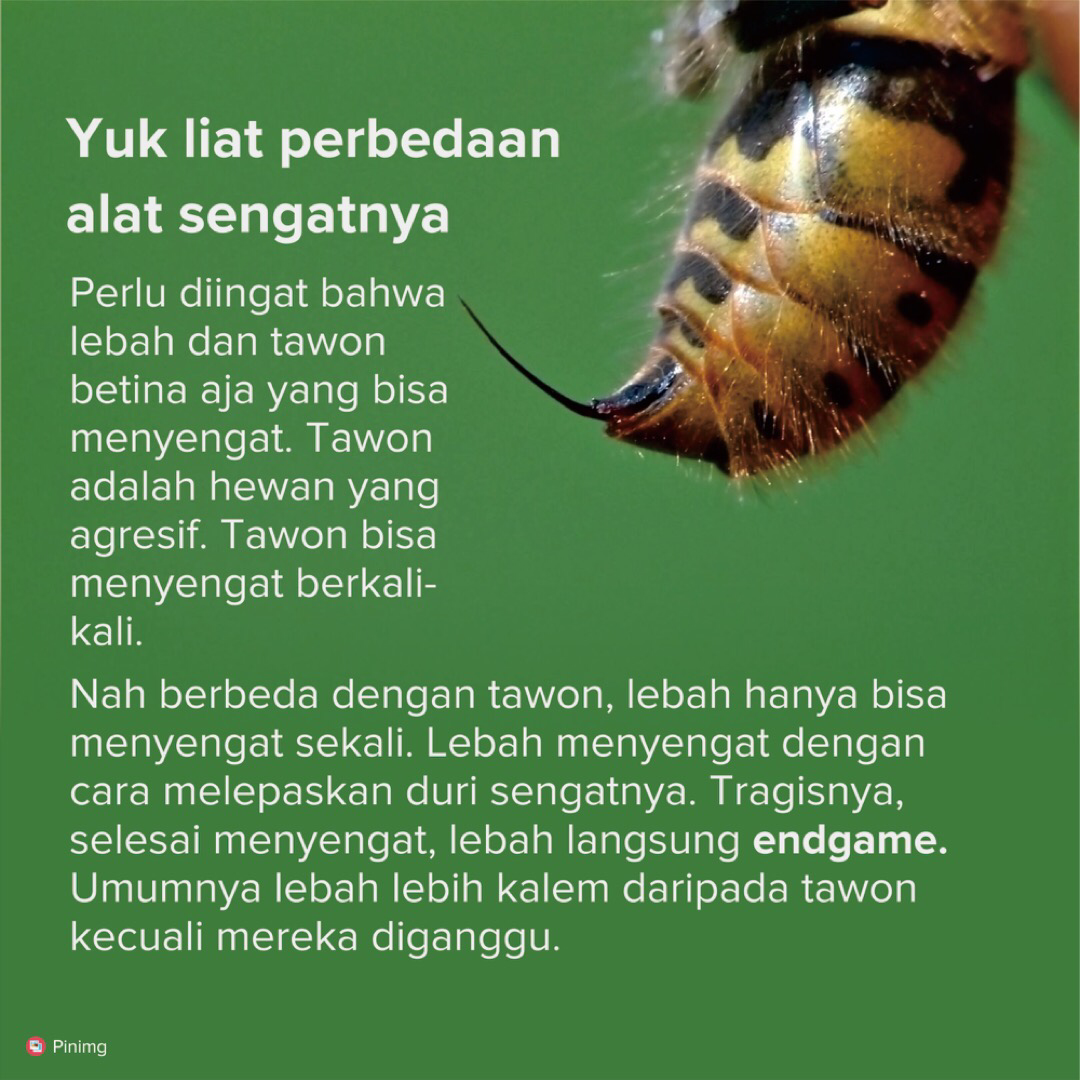 Perbedaan Tawon dengan Lebah. Wajib tau!