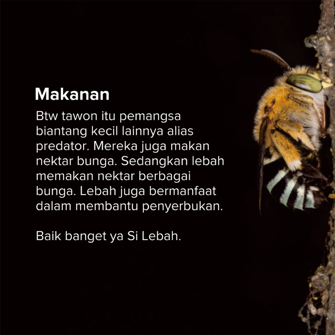 Perbedaan Tawon dengan Lebah. Wajib tau!