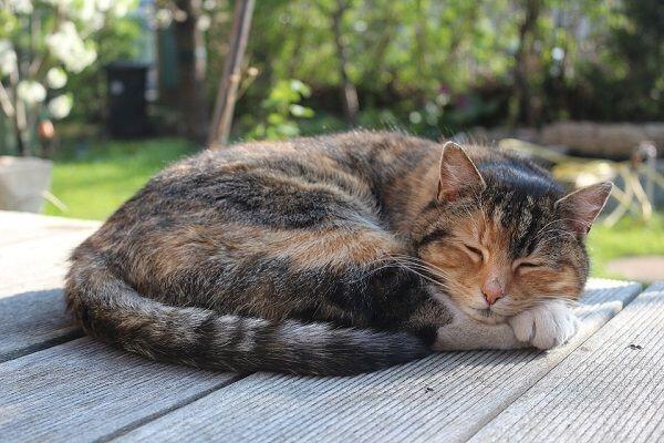 7 Ciri Ini Mengindikasikan Kucing Kesayanganmu Sedang Demam, Waspada!