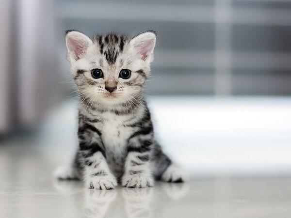 7 Ciri Ini Mengindikasikan Kucing Kesayanganmu Sedang Demam, Waspada!
