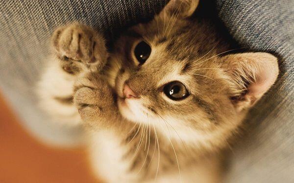 7 Ciri Ini Mengindikasikan Kucing Kesayanganmu Sedang Demam, Waspada!
