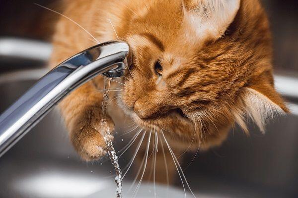 7 Ciri Ini Mengindikasikan Kucing Kesayanganmu Sedang Demam, Waspada!
