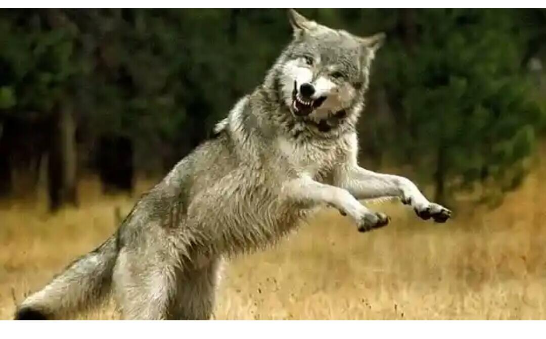 Demi Misi Ini, Serigala Kanada Akan Diterjunkan dari Udara