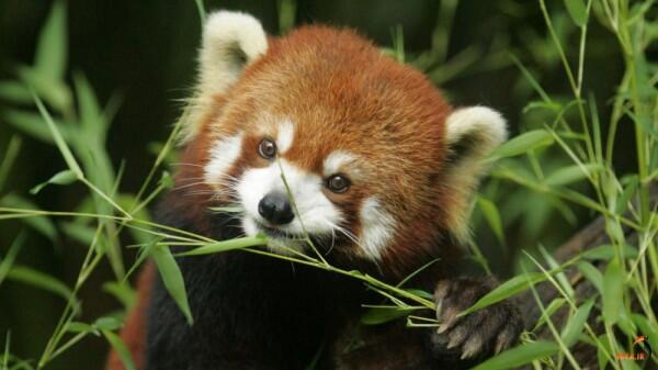 5 Fakta Panda Merah, Hewan Unik yang Bikin Bingung Para Ahli