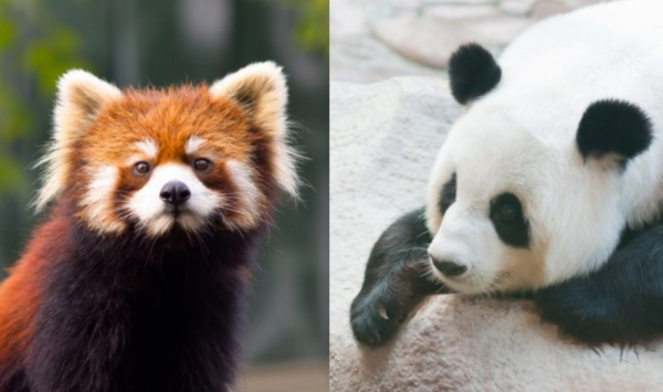 5 Fakta Panda Merah, Hewan Unik yang Bikin Bingung Para Ahli