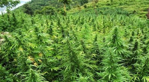 Tanam Ganja Buat Obat Diabetes ,Petani Ini Langsung Di Tangkap