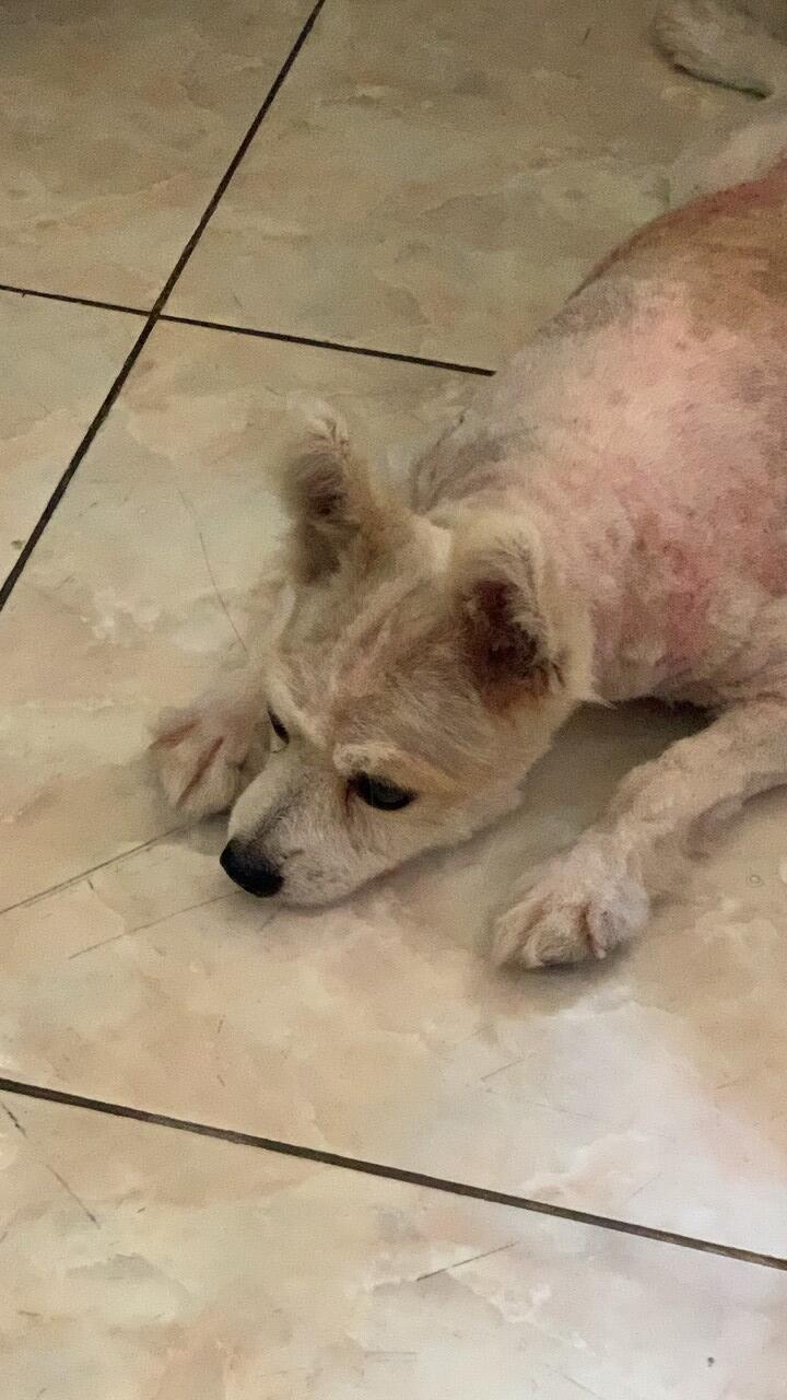 anjing pomeranian yang gatal2 dan mengalami pitak