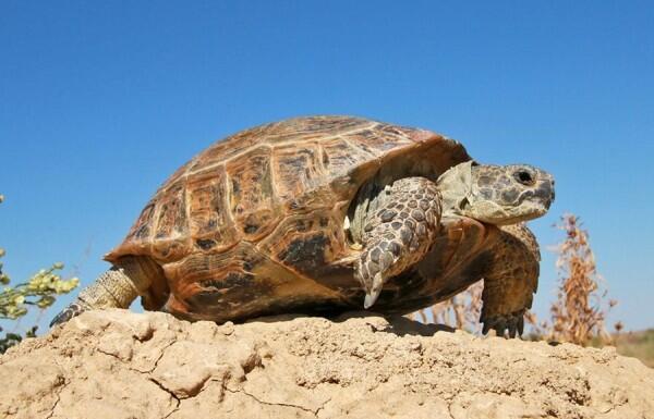 108 Gambar Hewan Yang Mudah Terbaru