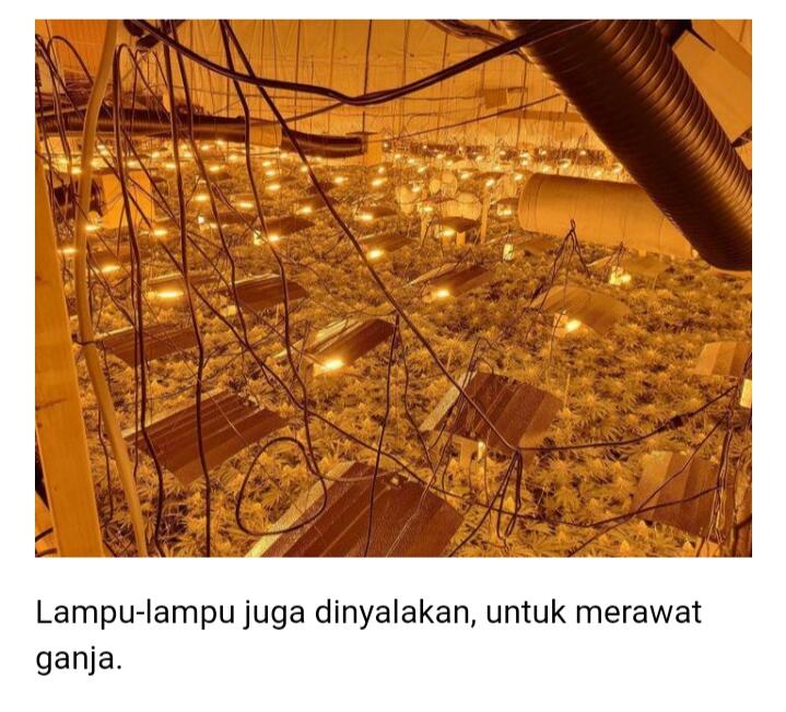 Apakah Anda Mengkonsumsi Ganja?