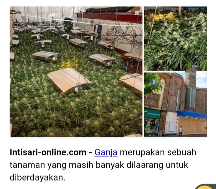 Apakah Anda Mengkonsumsi Ganja?