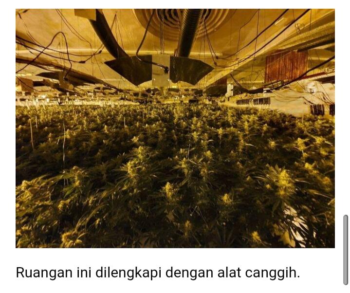 Apakah Anda Mengkonsumsi Ganja?