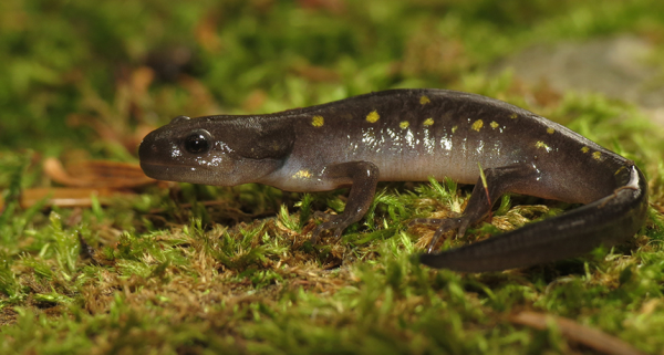 Mengenal Salamander Hewan Amfibi Yang Mirip Kadal Kaskus