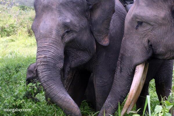 Disita, Gading Gajah Berbentuk Pipa Rokok di Lampung