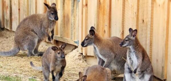 5 Fakta Unik Walabi Kanguru Imut Satwa Indonesia Timur Kaskus