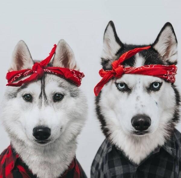 Sekilas Mirip Ini 5 Perbedaan Siberian Husky Alaskan Malamute