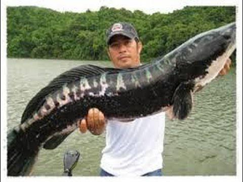 Mancing Ikan Gabus Sensasinya Bikin Gila