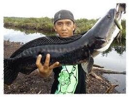 Mancing Ikan Gabus Sensasinya Bikin Gila