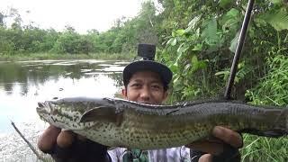 Mancing Ikan Gabus Sensasinya Bikin Gila