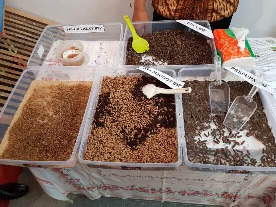 Musnahkan Sampah Organik, DLH Muba Kembang Biak Lalat Tentara Hitam (BSF)