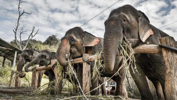 Unduh 5000 Koleksi Gambar Gajah Raksasa  HD