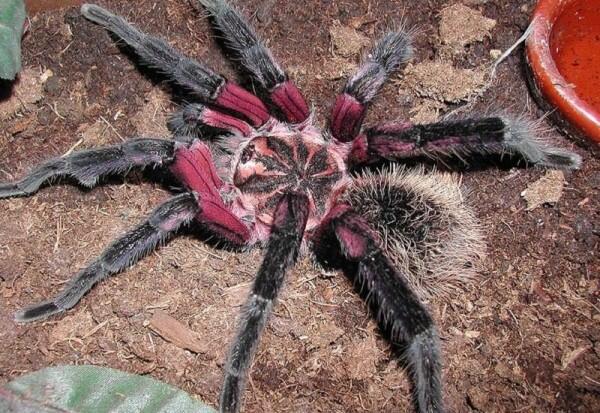 5 Simbiosis Mutualisme Hewan Ini Jarang Diketahui Ada Sesama