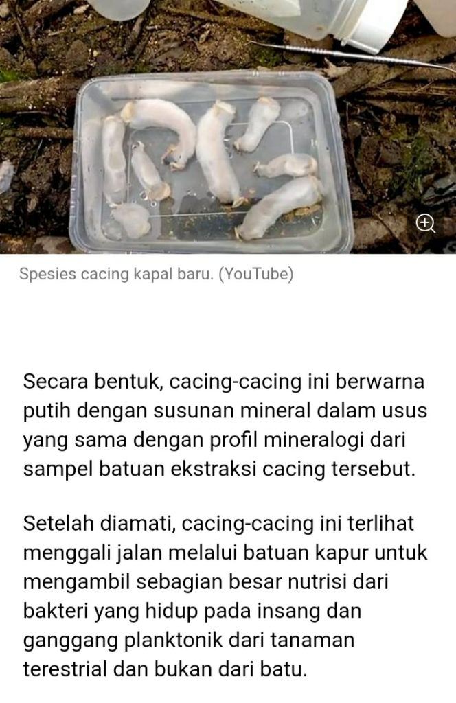 Cacing, Aku Kepoin Kamu Ya!?