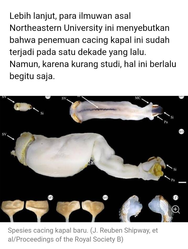 Cacing, Aku Kepoin Kamu Ya!?